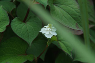 Houttuynia cordataHouttuynia, Doku-dami bestellen